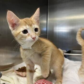 Cherokee Rose -  Domestic Short Hair Cat for Adoption in Richmond, Virginia - Cherokee Rose | PetCurious