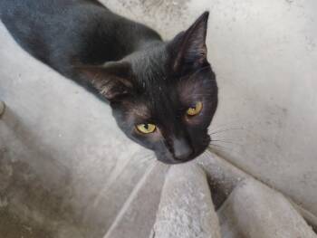 Rescue Domestic Short Hair Cats for Adoption in Barnwell, South Carolina - Chase FCC# | PetCurious