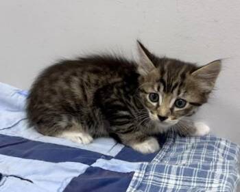 Cornbread -  Domestic Short Hair Cat for Adoption in Watkinsville, Georgia - Cornbread | PetCurious