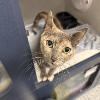 Rosie -  Domestic Short Hair Cat for Adoption in Dayton, Ohio - Rosie | PetCurious