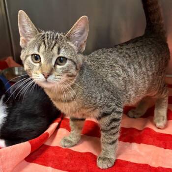 Mimikyu -  Domestic Short Hair Cat for Adoption in Nashville, Tennessee - Mimikyu | PetCurious