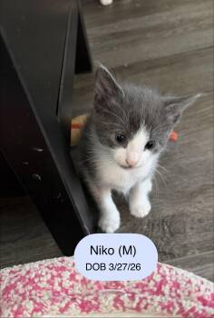 Niko -  Domestic Short Hair Cat for Adoption in Vacaville, California - Niko | PetCurious