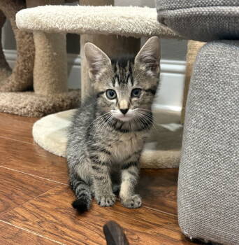 Rescue Domestic Short Hair and Tabby Cats for Adoption in Rosenberg, Texas - Carousel | PetCurious