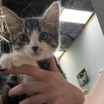 Maple -  Domestic Long Hair Cat for Adoption in Lenexa, Kansas - Maple | PetCurious