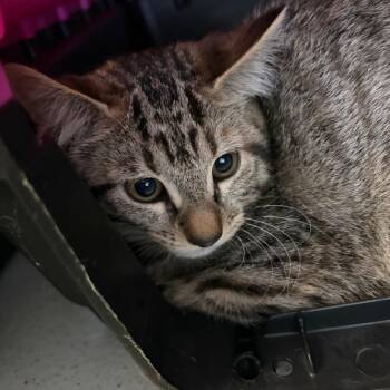 Esme -  American Shorthair Cat for Adoption in Lake Jackson, Texas - Esme | PetCurious