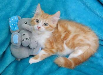 Cheerful Calvin -  Domestic Long Hair and Maine Coon Cat for Adoption in St. Augustine, Florida - Cheerful Calvin | PetCurious