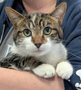 Rescue Domestic Short Hair Cats for Adoption in Canfield, Ohio - LARRY | PetCurious