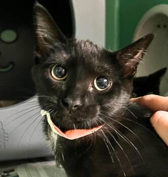 Perry -  Domestic Medium Hair Cat for Adoption - Perry | PetCurious