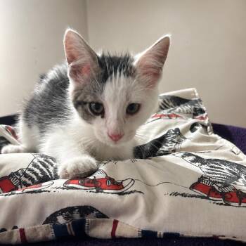 Potato -  Domestic Short Hair Cat for Adoption in Madison, Wisconsin - Potato | PetCurious