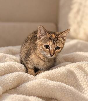 Carmel -  Domestic Short Hair Cat for Adoption in Austintown, Ohio - Carmel | PetCurious