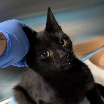 Tiana -  Domestic Short Hair Cat for Adoption in Greensboro, North Carolina - Tiana | PetCurious