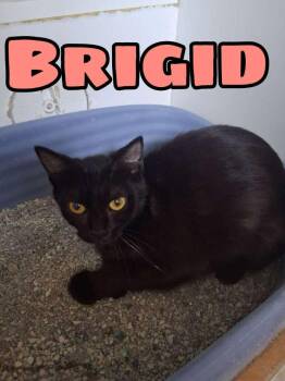 Domestic Short Hair Cats Available for Adoption in Hillsboro, Ohio - Brigid | PetCurious