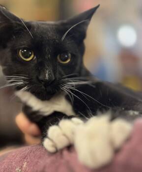 Lupin -  Domestic Short Hair Cat Available for Adoption - Lupin | PetCurious