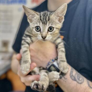 Lunaria 8 -  Domestic Short Hair Cat for Adoption in Austin, Texas - Lunaria 8 | PetCurious