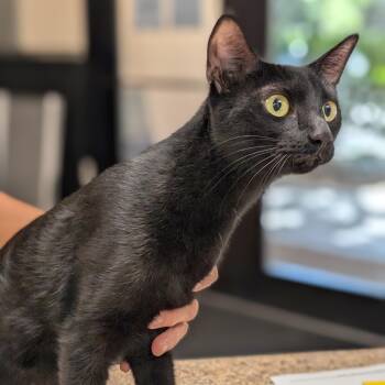 Bella -at PetSmart -  Domestic Short Hair Cat for Adoption in St. Augustine, Florida - Bella -at PetSmart | PetCurious