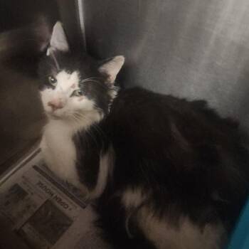 Domestic Short Hair Cats Available for Adoption in Evensville, Tennessee - Simon | PetCurious
