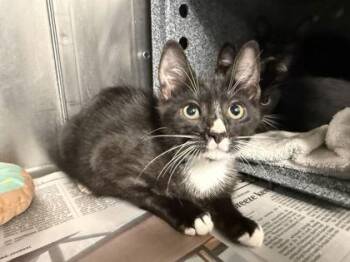 Teaspoon -  Domestic Short Hair Cat for Adoption in Daytona Beach, Florida - Teaspoon | PetCurious