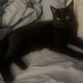 Domestic Short Hair Cats Available for Adoption in Concord, New Hampshire - Nimi | PetCurious