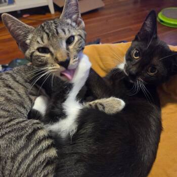 Tostada, Guacamole, Chimichanga, Enchilada -  Domestic Short Hair Cat for Adoption in Melrose, Massachusetts - Tostada, Guacamole, Chimichanga, Enchilada | PetCurious