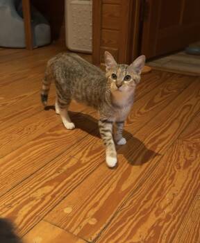Clementine -  American Shorthair Cat for Adoption in Ocala, Florida - Clementine | PetCurious
