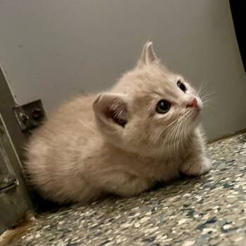 Rescue Domestic Short Hair Cats for Adoption in Eastsound, Washington - Spice | PetCurious