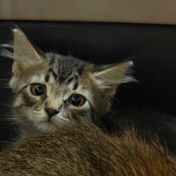 1249-C26 -  Domestic Medium Hair Cat for Adoption in Port Charlotte, Florida - 1249-C26 | PetCurious