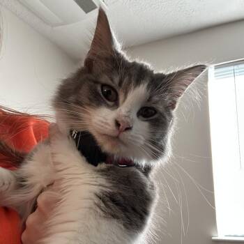 Maine Coon and Siberian Cats Available for Adoption - Waverley | PetCurious