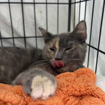Adela -  Domestic Short Hair Cat for Adoption in New York, New York - Adela | PetCurious