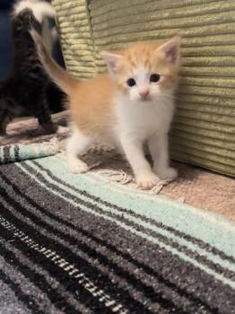 Kermit -  Domestic Short Hair Cat for Adoption in Bolivar, Missouri - Kermit | PetCurious