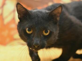 Domestic Short Hair Cats Available for Adoption in Portland, Oregon - Salem | PetCurious