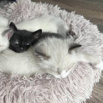 Aamuu -  Domestic Short Hair Cat for Adoption in Abbotsford, British Columbia - Aamuu | PetCurious
