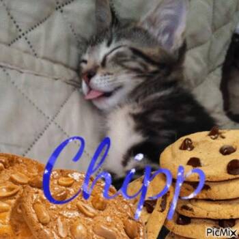 CHIPP -  Domestic Short Hair Cat for Adoption in Ocala, Florida - CHIPP | PetCurious