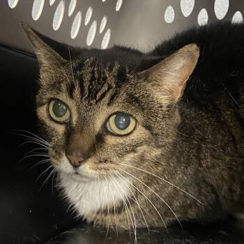 Blinky -  Domestic Short Hair Cat for Adoption in Allentown, Pennsylvania - Blinky | PetCurious