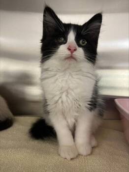 Pancake -  Domestic Short Hair Cat for Adoption in Westland, Michigan - Pancake | PetCurious