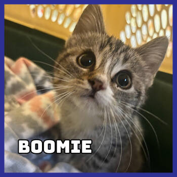 Rescue Domestic Short Hair Cats for Adoption in Glenwood, Minnesota - *Stray* Boomie | PetCurious