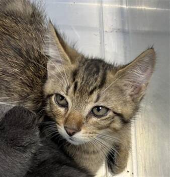 Domestic Short Hair Cats Available for Adoption - BISCUIT | PetCurious