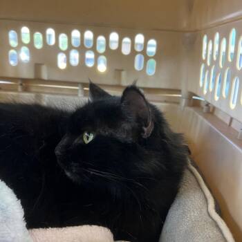 LIL FLOOF -  Domestic Long Hair Cat for Adoption in Olmos Park, Texas - LIL FLOOF | PetCurious