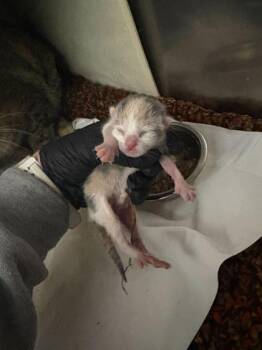 Domestic Short Hair Cats Available for Adoption in Sevierville, Tennessee - Euphoria | PetCurious