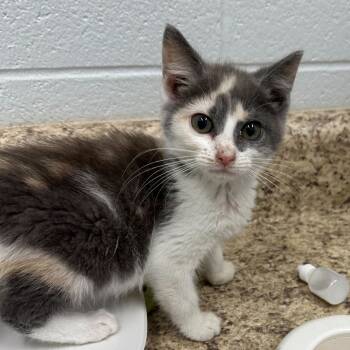 Rescue Domestic Short Hair Cats for Adoption in Marshall, Virginia - Imelda | PetCurious