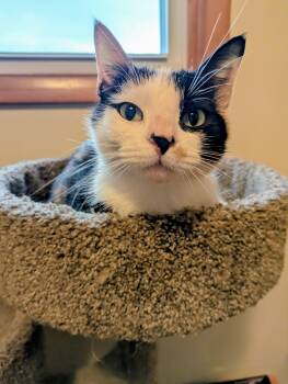 Rescue Domestic Short Hair Cats for Adoption in Danville, Vermont - Amelia | PetCurious
