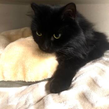 Coco -  Domestic Medium Hair Cat for Adoption in Wheeling, Illinois - Coco | PetCurious