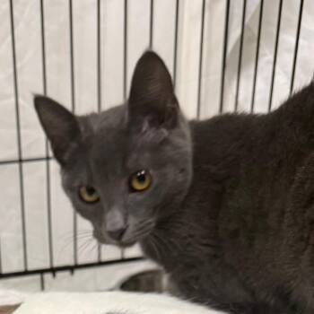Domestic Short Hair Cats Available for Adoption in Normal, Illinois - Celia | PetCurious