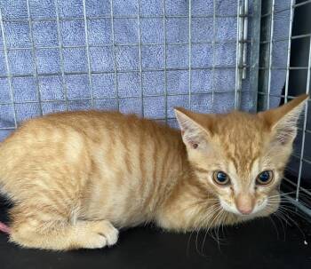 JET -  Domestic Short Hair Cat for Adoption in Fort Myers, Florida - JET | PetCurious