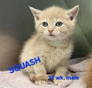 SQUASH -  Domestic Short Hair Cat for Adoption in Holbrook, New York - SQUASH | PetCurious