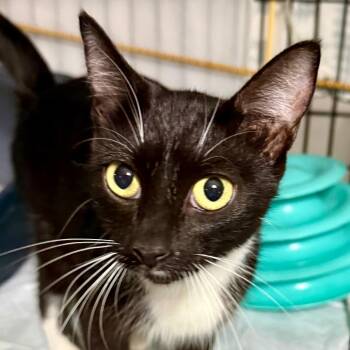 Eclipse -  Domestic Short Hair Cat for Adoption in Kansas City, Missouri - Eclipse | PetCurious