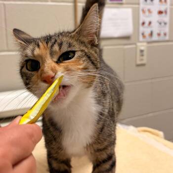 Myra -  Domestic Short Hair Cat for Adoption in Bristol, Indiana - Myra | PetCurious