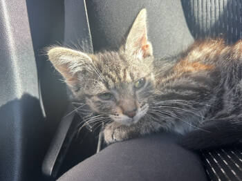 Rescue Domestic Short Hair Cats for Adoption in Plymouth, Michigan - Biscuit | PetCurious