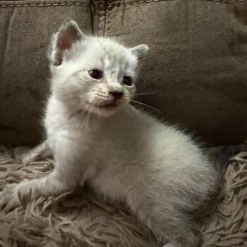 Root Beer -  Domestic Short Hair Cat for Adoption in Floresville, Texas - Root Beer | PetCurious