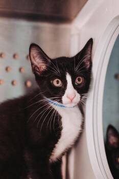 93349A Sabby -  Domestic Short Hair Cat for Adoption in North Charleston, South Carolina - 93349A Sabby | PetCurious