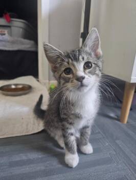 Emma -  Domestic Short Hair Cat for Adoption in Clayton, New Jersey - Emma | PetCurious